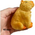 thumbnail image 5 of 1 Grow a Capybara in Water - Add Water and it Grows Toy Fun Science Expanding Novelty Magic Absorbent Polymer Toy (RANDOM COLOR), 5 of 8