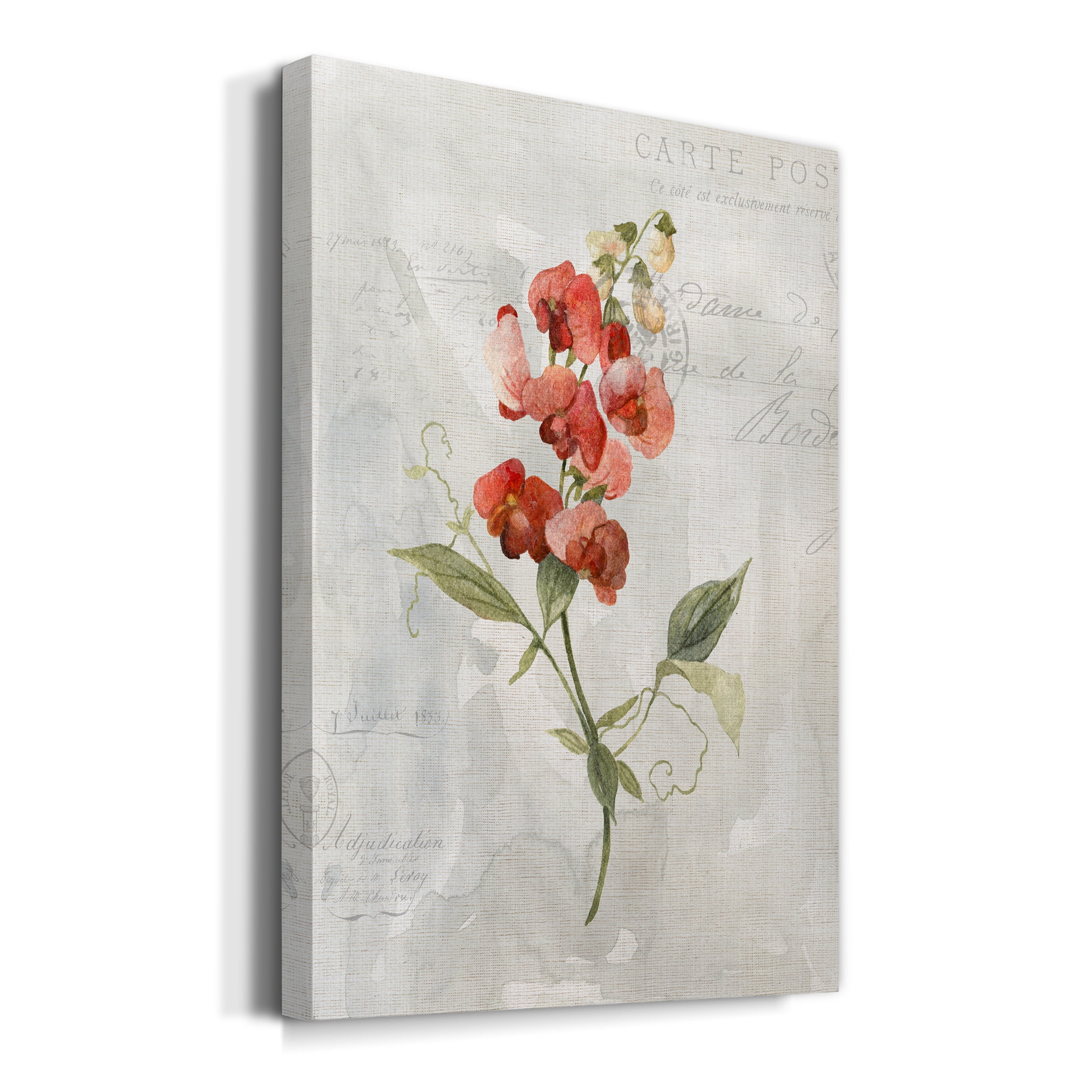 Linen Sweet Pea Premium Gallery Wrapped Canvas - Ready to Hang - 32 x 48