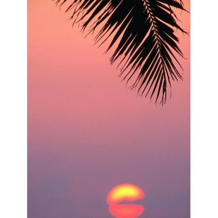 Palm Frond Silhouetted at Sunset, U.S.A. Print Wall Art By Ann