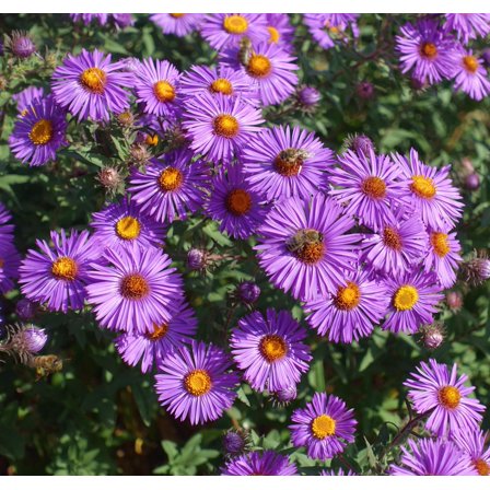 New England Aster novae-angliae Meadow Wildflowers Premium Seeds for Planting