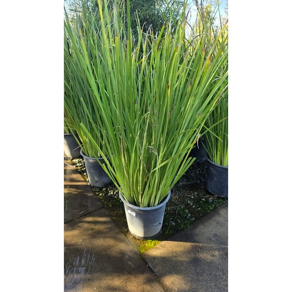 Dientes Bicolor african lily bush plant on 5 gallon pot - Get similar