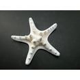 thumbnail image 3 of 6 Large Knobby White Starfish 5"- 6" Beach Cottage Wedding Decor Nautical Crafts, 3 of 4