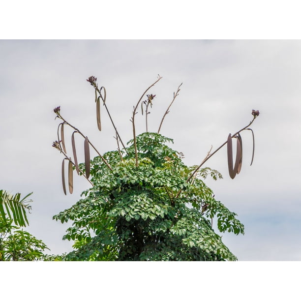 10 seeds Midnight Horror Tree Tropical Indian Trumpet Flower Rare