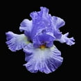thumbnail image 2 of Reynolds, Richard 12x12 Black Ornate Wood Framed with Double Matting Museum Art Print Titled - Tall Bearded Iris 2, 2 of 4