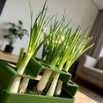 thumbnail image 6 of pdqouc Green Onion Planter & Seed Sprouting Kit, Regrows Scallions in Water, Compatible with Regular Mouth Jars for Windowsill Kitchen Garden, Hydroponics Growing for Beginners (Green), 6 of 6