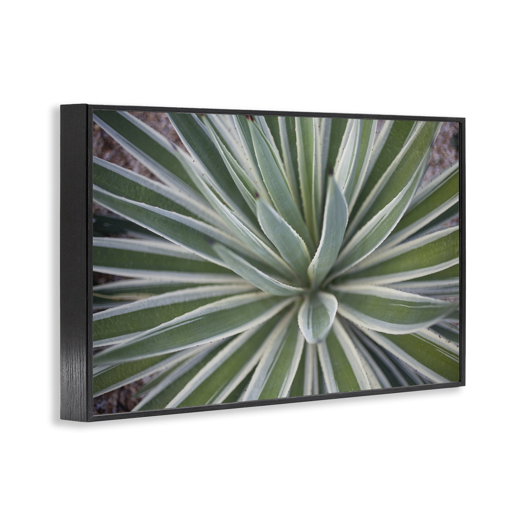 Stupell Industries Centric Succulent Leaves Botanical & Floral Photography Black Framed Art Print Wall Art, 24 x 16