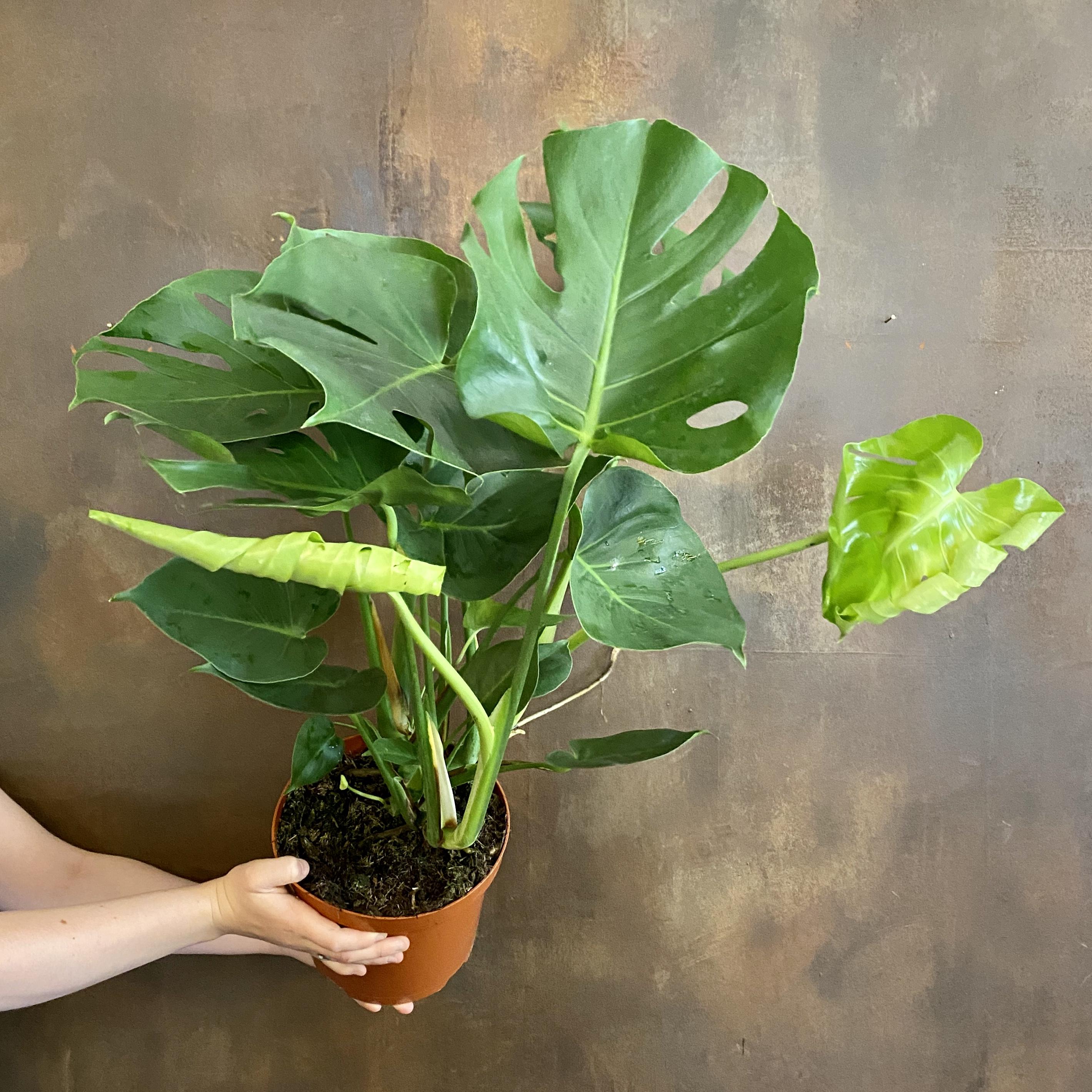 Monstera Deliciosa-Swiss Cheese Plant-Indoor Friendly  10" Pot
