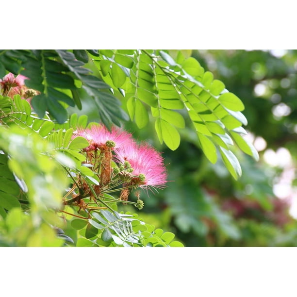 Seeds Silk Tree 10 Seeds Mimosa Plant Profusion Of Pink Puff Flowers Bonsai Container Or Standard Albizia Julibrissin Serendipity Seeds Walmart Com