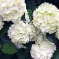 thumbnail image 3 of First Editions Viburnum Opening Day Live Shrub in 2-Gallon Grower Pot, 3 of 13