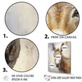 thumbnail image 3 of Designart "Refined Donkey Portraiture II" Animal Donkey Floater Framed Canvas Prints, 3 of 5