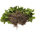 thumbnail image 2 of Pachysandra Terminalis Japanese Spurge Groundcover - 100 Bare Root Plants, 2 of 5