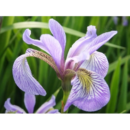 - Peel-n-Stick Poster of Plant Summer Blossom Iris Floral Flower Green Poster 24x16 Adhesive Sticker Poster Print