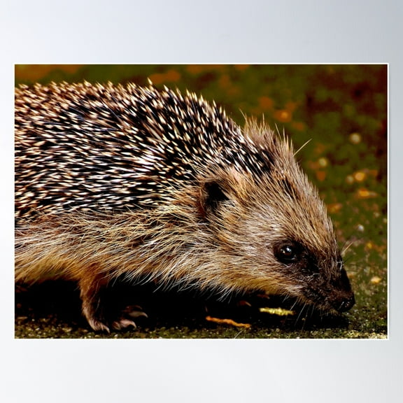 Hedgehog #8 Poster Wall Art, Modern Wall Decor For Living Room Bedroom, 8x12 UNFRAMED