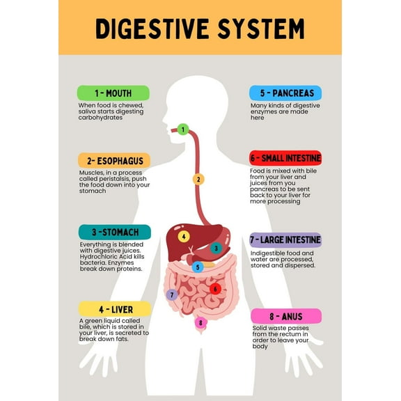 DIGESTIVE SYSTEM poster Suitable for medical education posters for students, and can also be used as classroom and hospital office decoration