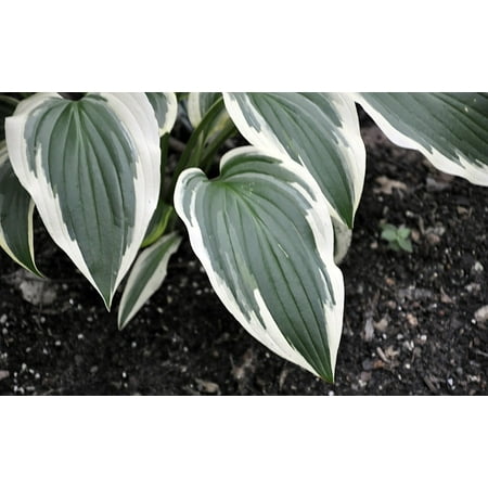 Fantabulous Hosta - Live Plant - Cream & Green - Quart (Best Time To Plant Hostas)