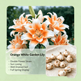 thumbnail image 4 of Lily Bulbs,Low Maintenance - Easy Grow - Ideal For Beds Borders, Plant Pots & Planters, 4 of 5