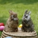 thumbnail image 2 of Cute Rabbit Model Toy Puppy With Bunny Ears Schnauzer Plush Happy Easter Toy Gift For Girls heqiyong LED, 2 of 2