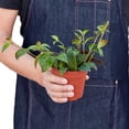 thumbnail image 5 of Lipstick Black Pagoda, 4" Pot, Indoor Houseplant, Easy Care, Live Plant for Indoor & Outdoor, 5 of 7
