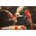 thumbnail image 1 of Koi II Poster Print by Karyn Millet (12 x 18), 1 of 1