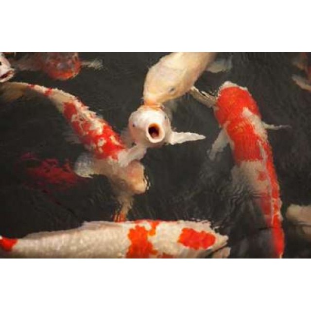 Koi II Poster Print by Karyn Millet (12 x 18)