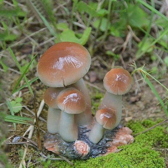 Clearance Under $5 Small Mushroom Ornaments Micro Landscape Ornaments Resin Crafts DIY Small Ornaments E