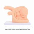 thumbnail image 4 of Conduit Catheter Practice Model Human Body Catheterization Model Catheterization Training Models Show Men Catheterization Model, 4 of 4