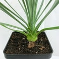 thumbnail image 2 of Silver Yucca - 3 Live Plants in 4 Inch Growers Pots - Starter Plant - Yucca Rostrata - Extremely Rare Outdoor Ornamental Slow Growing Evergreen Tree, 2 of 5