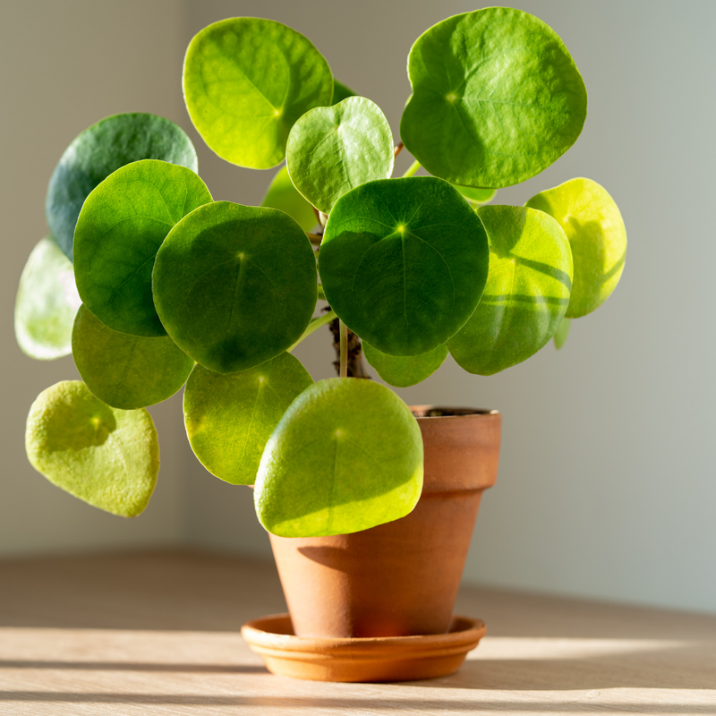 Pileas Money Plant Live, Pilea Peperomioides Live Plant, 2 inch Pot for Indoor Planting
