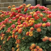 2.5 in. Lantana Bloomify Mango Plant (3-Pack)