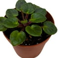 thumbnail image 4 of Harmony Foliage Mini African Violet Frosted Denim 2 inch Blue White Flower, 4 of 9