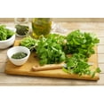 thumbnail image 2 of 50 Seeds LOVAGE Levistucum Officinale - Flavor like celery & anise - Herb Flower, 2 of 9