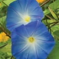 thumbnail image 5 of Expert Gardener 120 in Blue Morning Glory Live Plants No Pot, Disease-Resistant, Easy Care, Easy Watering, Easy to Grow, 5 of 5