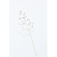 thumbnail image 2 of 1x Studio III 13x18 Gold Ornate Wood Framed with Double Matting Museum Art Print Titled - Single dried grass straw, 2 of 4