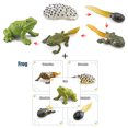 thumbnail image 1 of Animal Plant Insect Growth Simulation Cards Montessori Learning Toys For Kids Ages 3-6 Biological Science Teaching Aids, 1 of 10