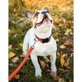 thumbnail image 2 of GHSDFBB Reflective Dog Collar, Sturdy Nylon Collars for Small Girl and Boy Dogs, Adjustable Dog Collar with Quick Release Buckle, Orange, 2 of 6