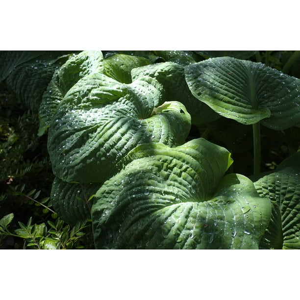 Plant Exotic Leaf Large Nature Green-20 Inch By 30 Inch Laminated With Bright Colors And Vivid Imagery-Fits Perfectly In Many Attractive Frames - Walmart.com