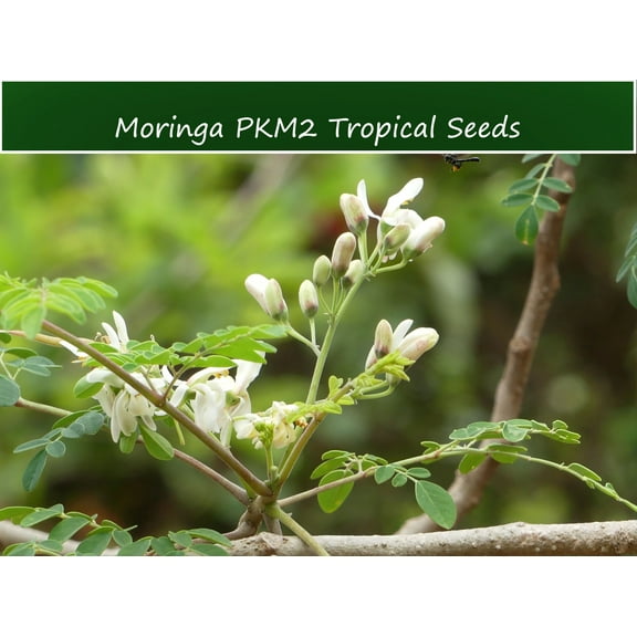 Tropical SEEDS = = =10 Seeds-   Moringa oleifera PKM2 -Hybrid- Grown for Large Yields --Showy white Flowers = Serendipity Seeds