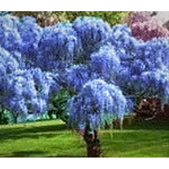 1 Live Spectacular Chinese Weeping Blue Wisteria Potted Plant