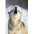 thumbnail image 1 of Gray Wolf Howling, Unframed Photographic Print Wall Art by Frank Lukasseck Sold by Art.Com, 1 of 4