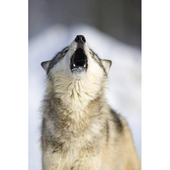 Gray Wolf Howling, Unframed Photographic Print Wall Art by Frank Lukasseck Sold by Art.Com