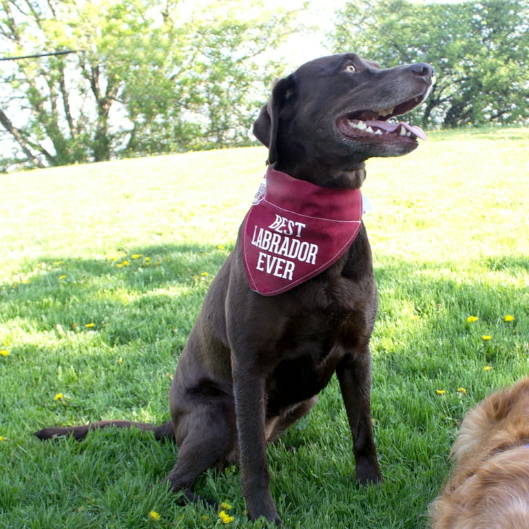 Best collar for labrador outlet