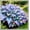 B, variant on Classic Hostas — Timeless Favorites —-10 color options-- Shade-Loving Perennials — Suitable for All Garden Types(Non-Artificial)