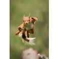 thumbnail image 2 of Ashton-Jones, Howard 17x24 White Modern Wood Framed Museum Art Print Titled - Ninja Dancing, 2 of 4