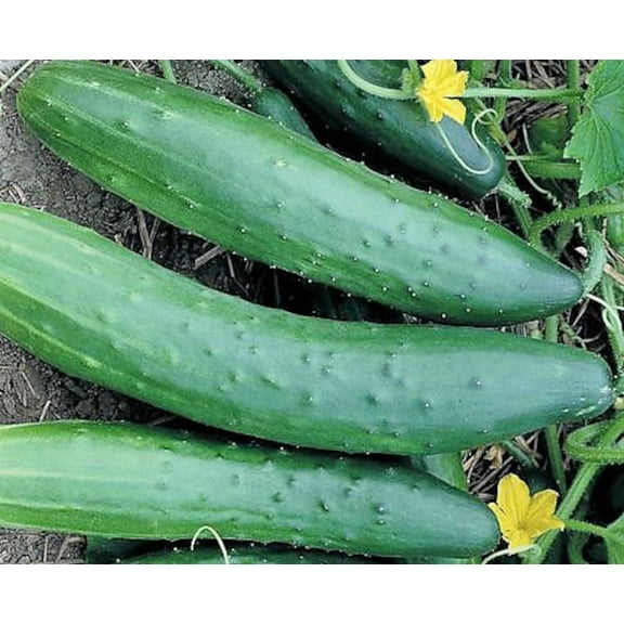 Cucumber, Garden Sweet Burpless Seeds
