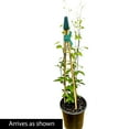 thumbnail image 3 of 2.50 Qt. Pot, Chloe Clematis Vine, Potted Blue Flowering Perennial Plant - 1 plant per offer, 3 of 5