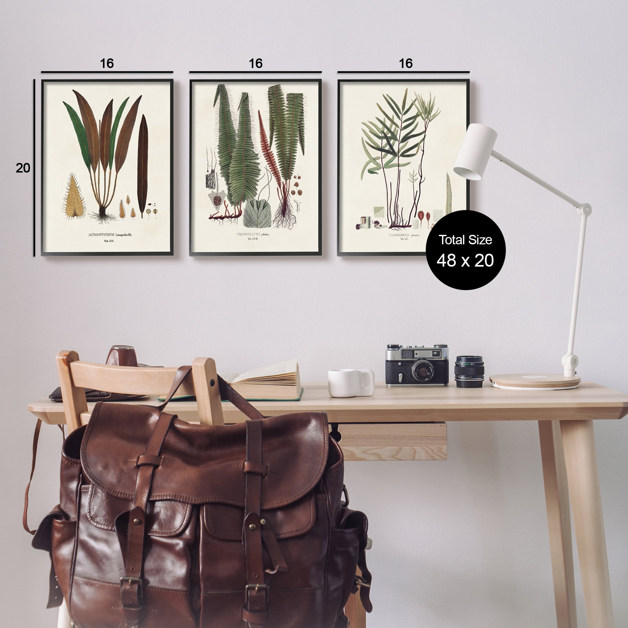 Stupell Industries Vintage Botanical Studies Botanical & Floral Painting Black Framed Art Print Wall Art, 16 x 20