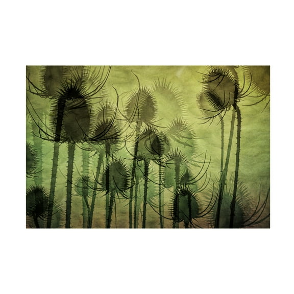 Canvas Wall Art - Katarina Holmstrom 'Wild Teasel' Wall Art for Living Room, Bedroom, or Office Décor by Trademark Fine Art - 19 x 12 Inches