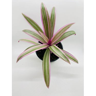 Bumble Plants 4" Rhoeo Tricolor Oyster Live Plants in 4" Nursery Pots