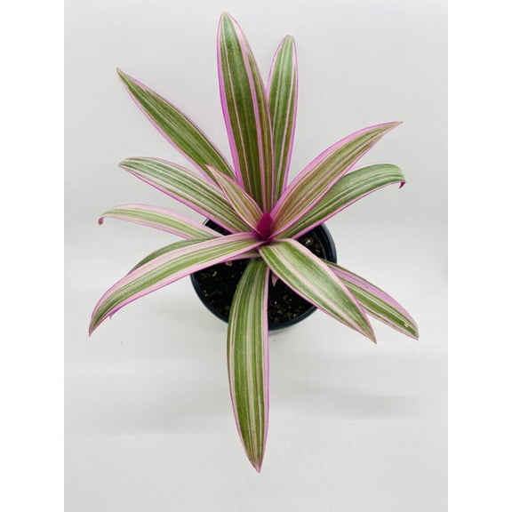 Bumble Plants 4" Rhoeo Tricolor Oyster Live Plants in 4" Nursery Pots