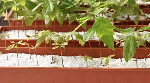 GROW!T #4 Perlite, 4 cu ft
